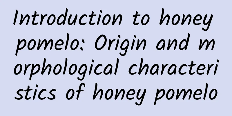 Introduction to honey pomelo: Origin and morphological characteristics of honey pomelo