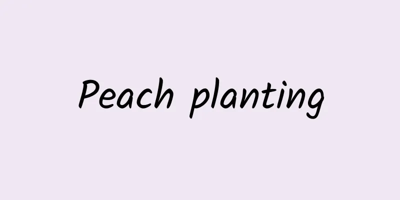 Peach planting