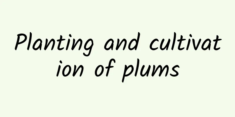 Planting and cultivation of plums