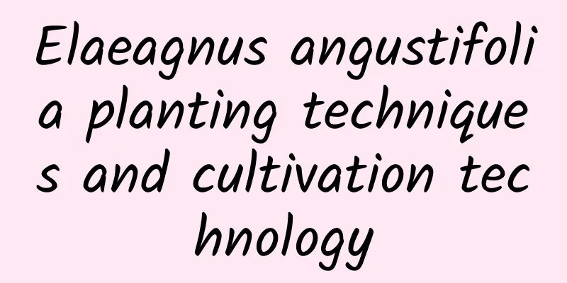 Elaeagnus angustifolia planting techniques and cultivation technology