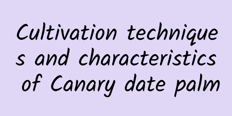 Cultivation techniques and characteristics of Canary date palm