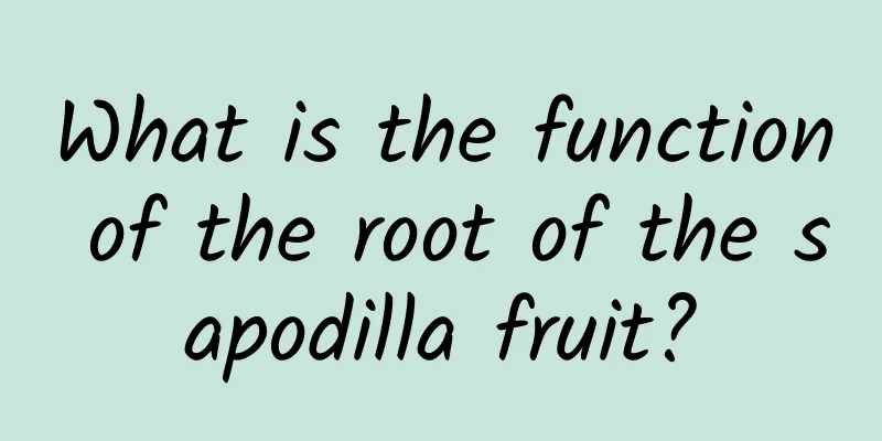 What is the function of the root of the sapodilla fruit?