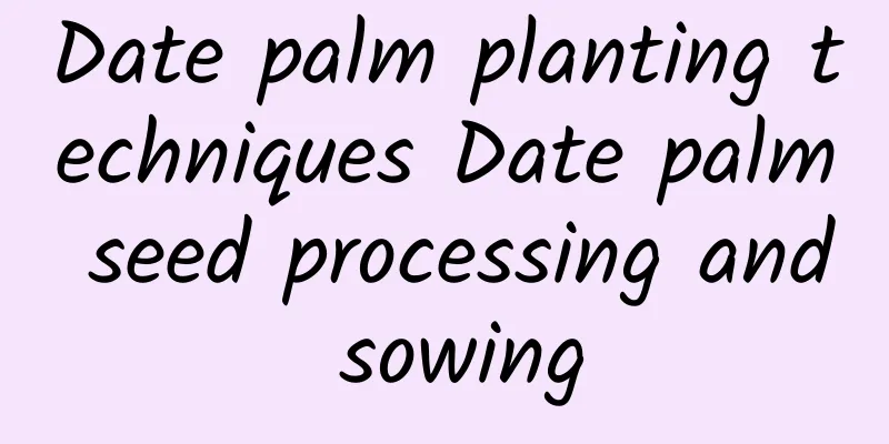 Date palm planting techniques Date palm seed processing and sowing