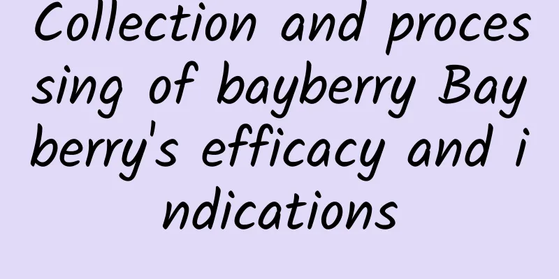 Collection and processing of bayberry Bayberry's efficacy and indications