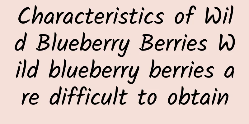 Characteristics of Wild Blueberry Berries Wild blueberry berries are difficult to obtain