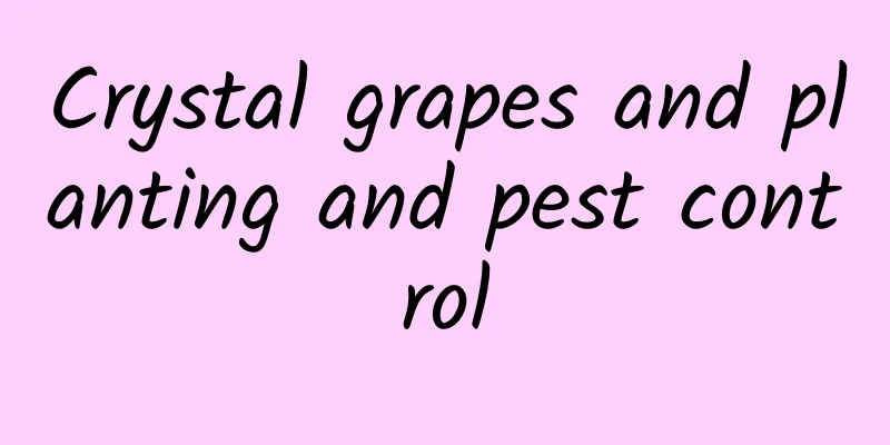 Crystal grapes and planting and pest control