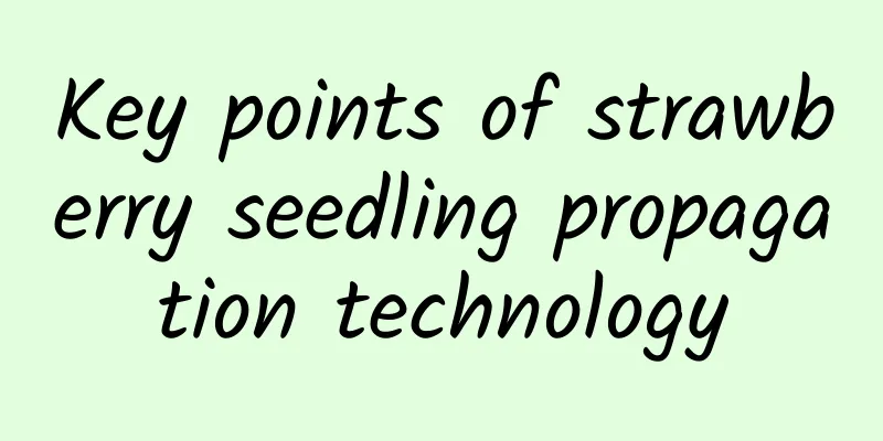 Key points of strawberry seedling propagation technology