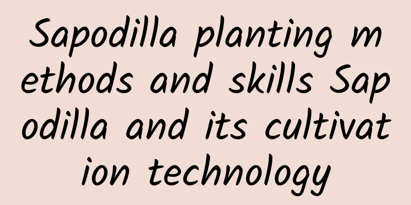 Sapodilla planting methods and skills Sapodilla and its cultivation technology