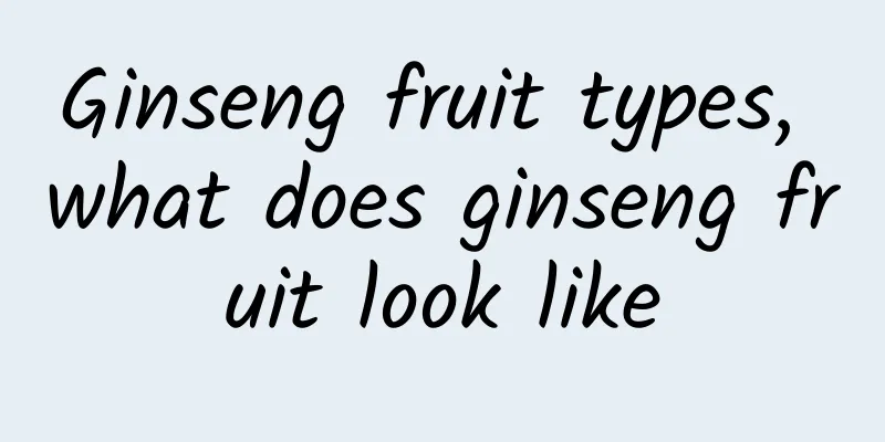 Ginseng fruit types, what does ginseng fruit look like