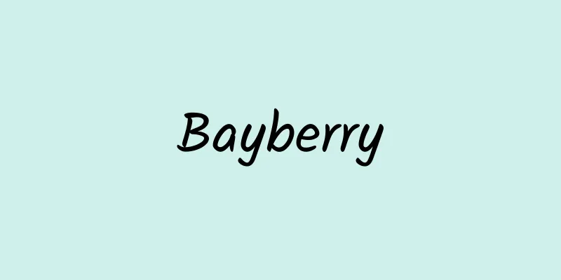 Bayberry