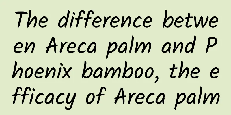 The difference between Areca palm and Phoenix bamboo, the efficacy of Areca palm