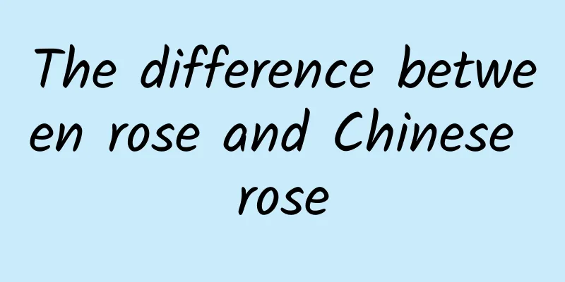 The difference between rose and Chinese rose