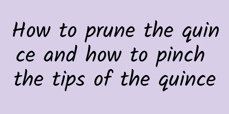 How to prune the quince and how to pinch the tips of the quince