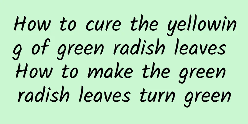 How to cure the yellowing of green radish leaves How to make the green radish leaves turn green