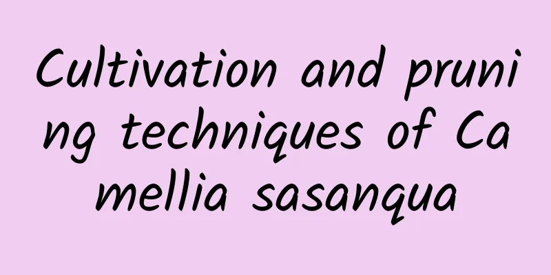Cultivation and pruning techniques of Camellia sasanqua