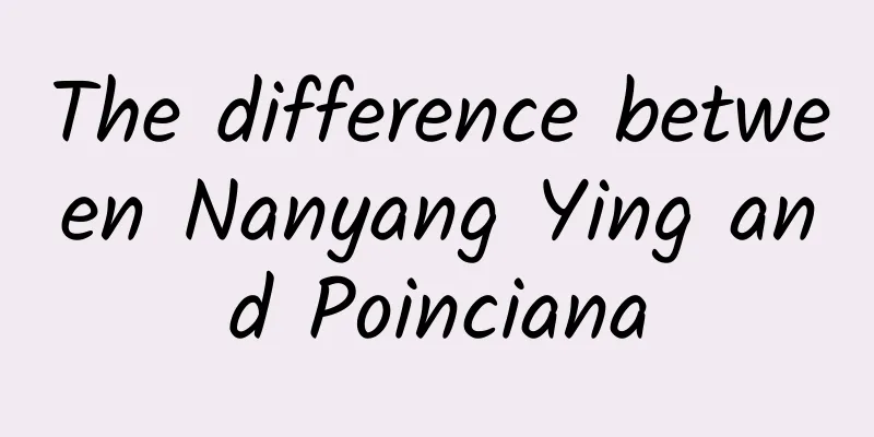 The difference between Nanyang Ying and Poinciana