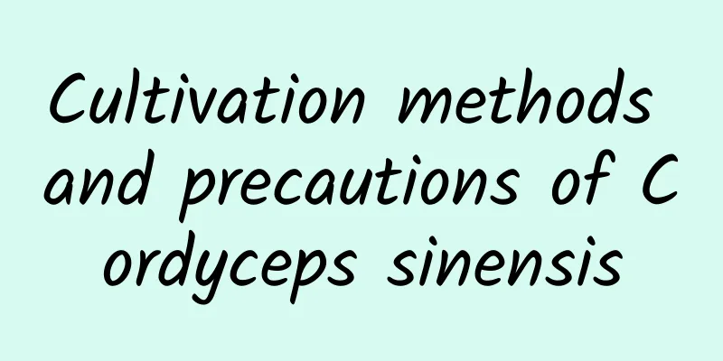 Cultivation methods and precautions of Cordyceps sinensis