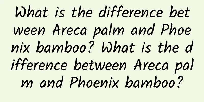 What is the difference between Areca palm and Phoenix bamboo? What is the difference between Areca palm and Phoenix bamboo?