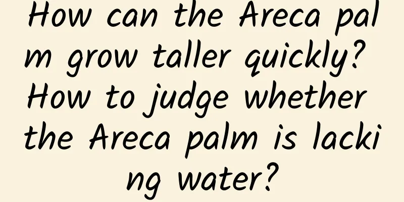 How can the Areca palm grow taller quickly? How to judge whether the Areca palm is lacking water?