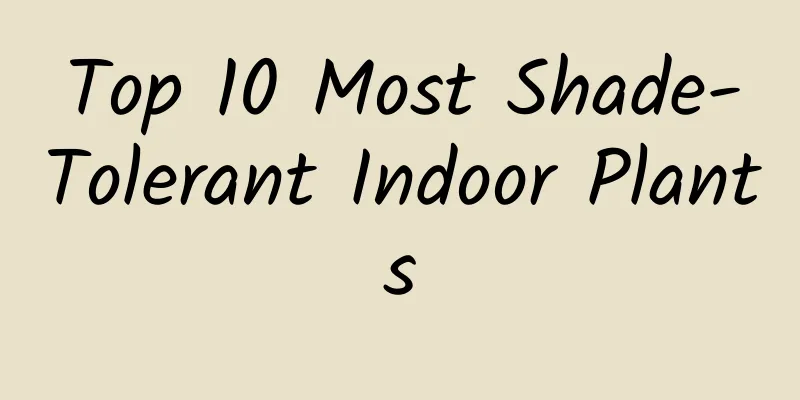 Top 10 Most Shade-Tolerant Indoor Plants