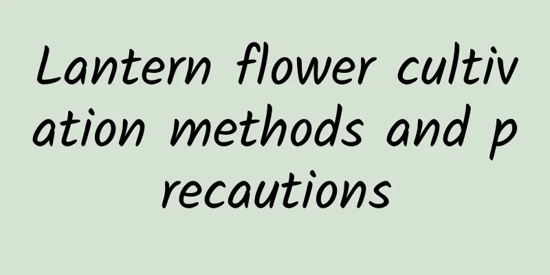 Lantern flower cultivation methods and precautions