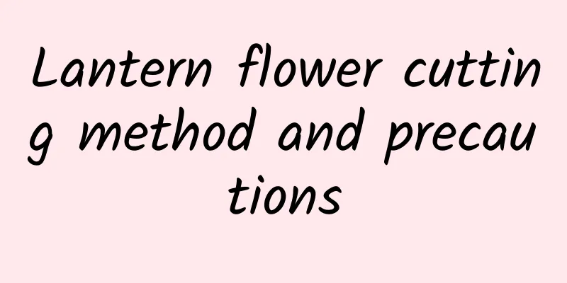 Lantern flower cutting method and precautions