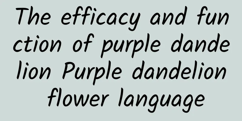 The efficacy and function of purple dandelion Purple dandelion flower language