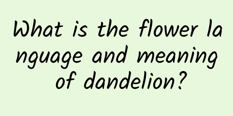 What is the flower language and meaning of dandelion?