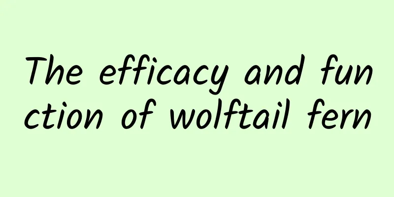 The efficacy and function of wolftail fern