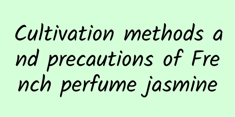 Cultivation methods and precautions of French perfume jasmine