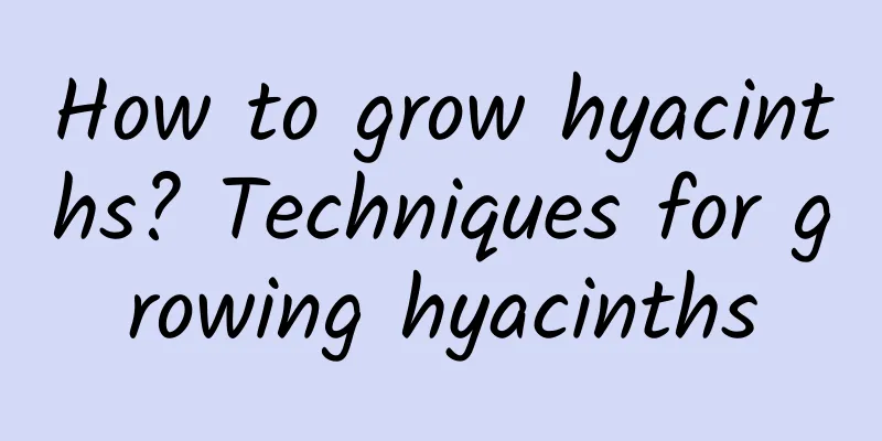 How to grow hyacinths? Techniques for growing hyacinths