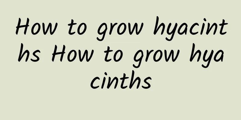 How to grow hyacinths How to grow hyacinths