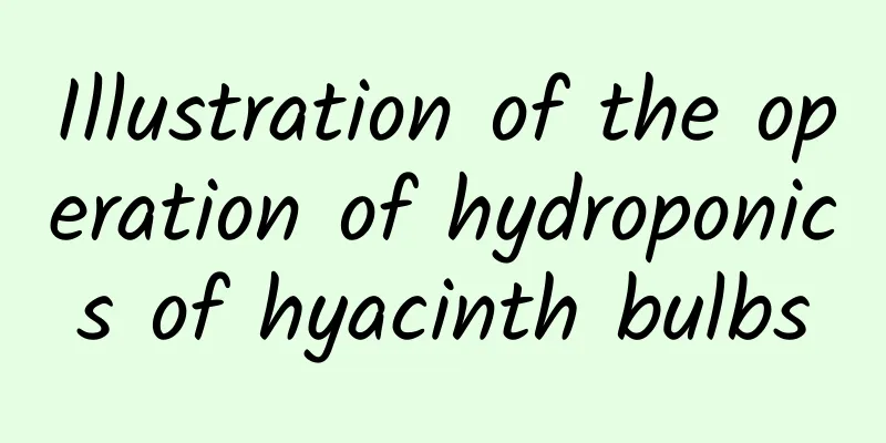 Illustration of the operation of hydroponics of hyacinth bulbs