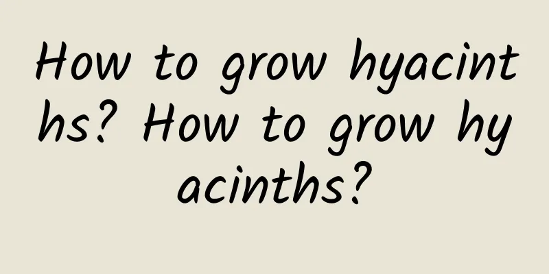 How to grow hyacinths? How to grow hyacinths?