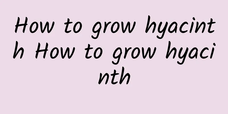 How to grow hyacinth How to grow hyacinth