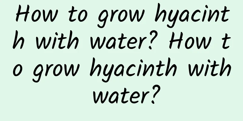 How to grow hyacinth with water? How to grow hyacinth with water?