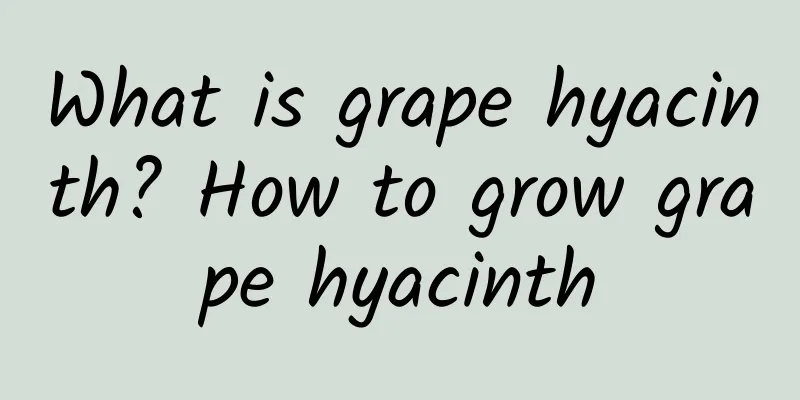 What is grape hyacinth? How to grow grape hyacinth