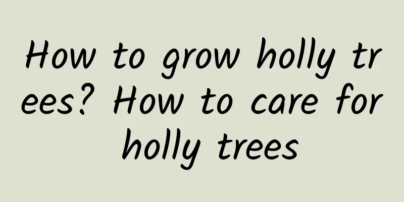 How to grow holly trees? How to care for holly trees