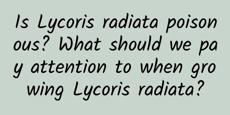 Is Lycoris radiata poisonous? What should we pay attention to when growing Lycoris radiata?