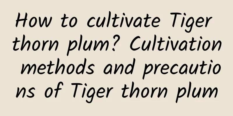 How to cultivate Tiger thorn plum? Cultivation methods and precautions of Tiger thorn plum