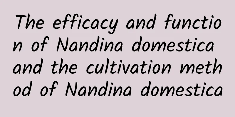 The efficacy and function of Nandina domestica and the cultivation method of Nandina domestica