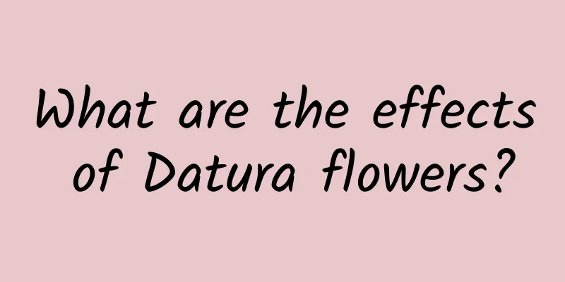 What are the effects of Datura flowers?