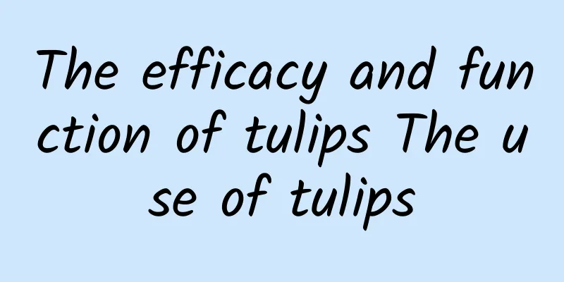 The efficacy and function of tulips The use of tulips