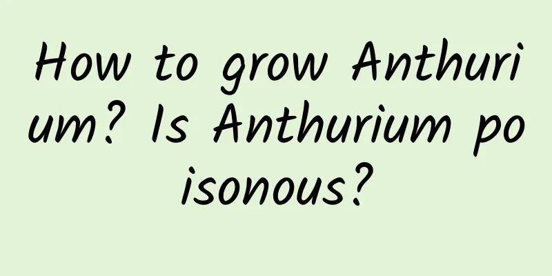 How to grow Anthurium? Is Anthurium poisonous?