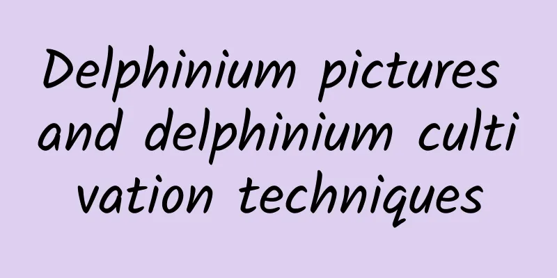 Delphinium pictures and delphinium cultivation techniques