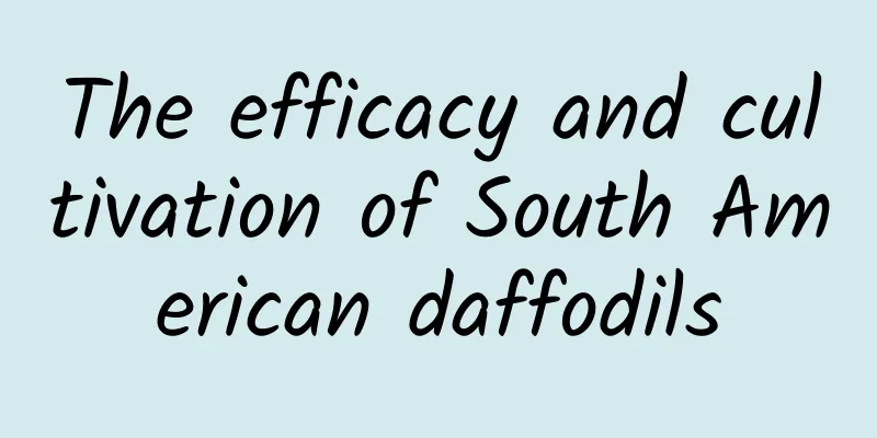 The efficacy and cultivation of South American daffodils