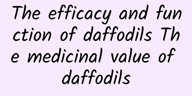 The efficacy and function of daffodils The medicinal value of daffodils