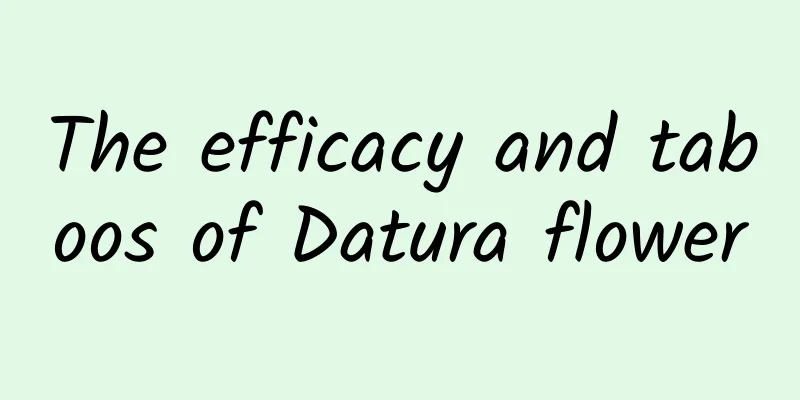 The efficacy and taboos of Datura flower