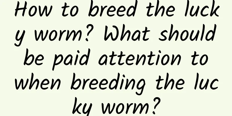 How to breed the lucky worm? What should be paid attention to when breeding the lucky worm?