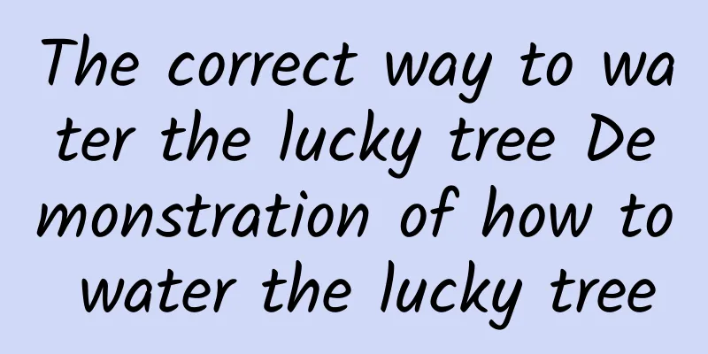 The correct way to water the lucky tree Demonstration of how to water the lucky tree